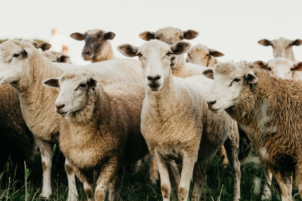 حكم توكيل الشركات في ذبح الهدي واشتراط التسمية jonathan borba 5rt7w5cjxqu unsplash